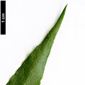 SpeciesSub: var. quinquecornutus